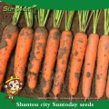 Alta vezes vegetais para venda herança hs código semente cenoura cultivo de semente agrícola semeadora plantio (51004)